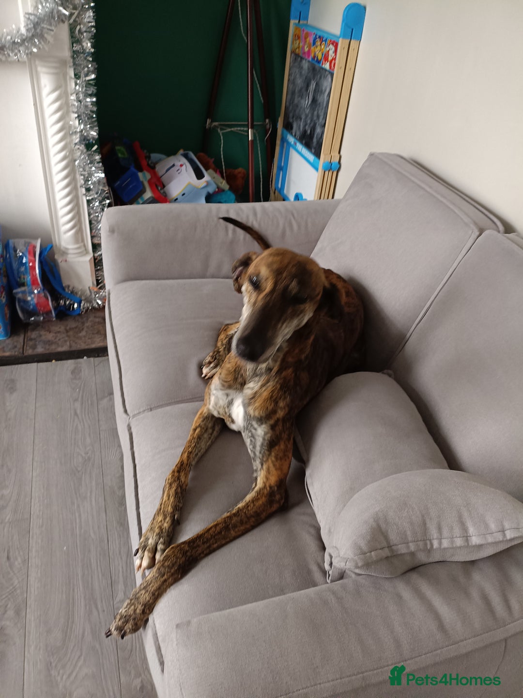 Greyhound dogs for sale: Beautiful Greyhound ready for new chapter - Advert 14