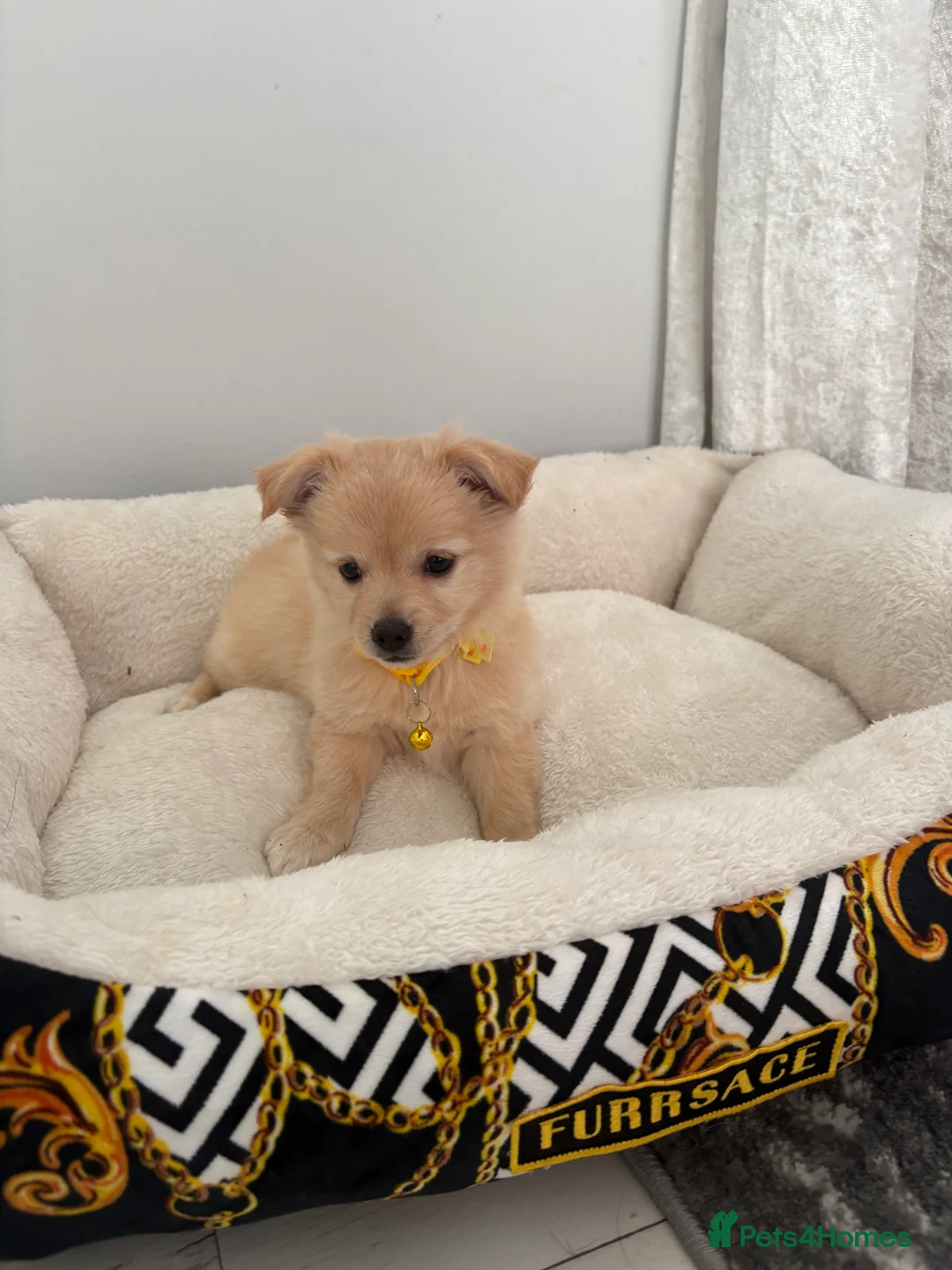 Mixed Breed dogs for sale: Italian volpino x deer head chihuahua puppies  - Advert 25