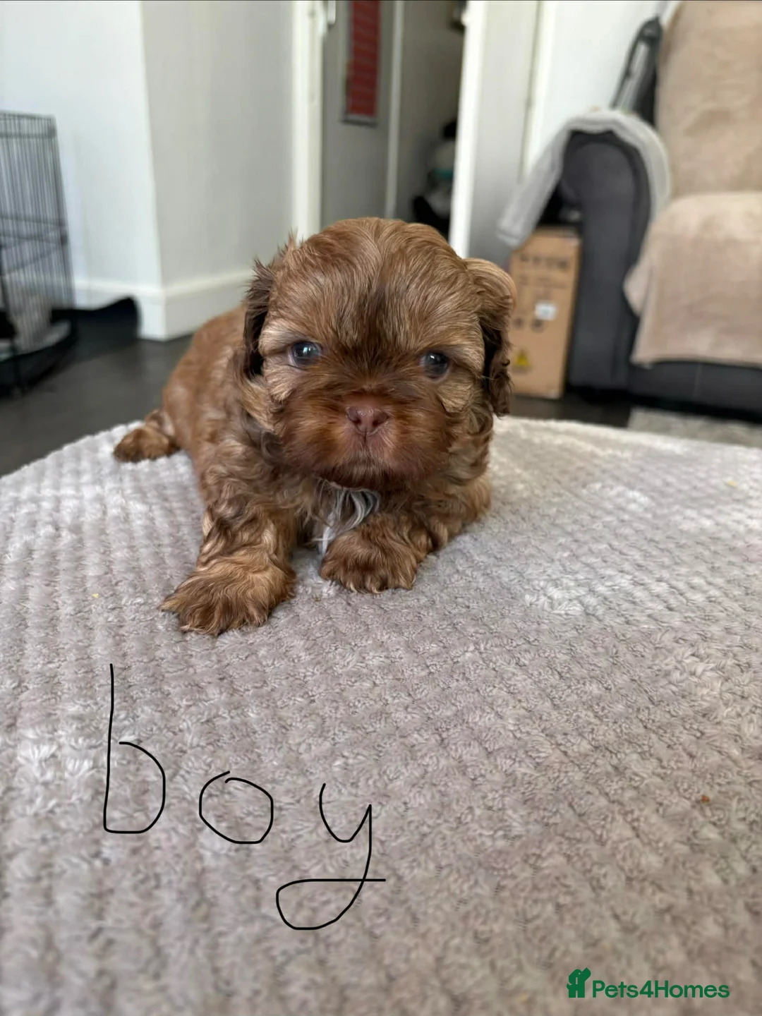 Shih Tzu dogs for sale: Shih Tzu 2 boys 2 girls.£700  - Advert 2