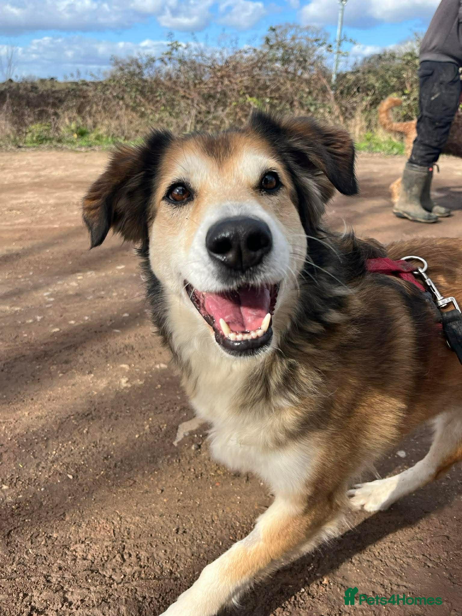 Mixed Breed dogs Jewel is looking for her forever family! - Advert 16