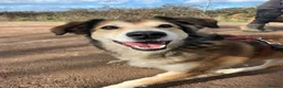 Mixed Breed dogs for adoption: Jewel is looking for her forever family! - Advert 1