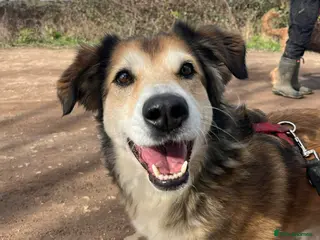 Mixed Breed dogs Jewel is looking for her forever family! - Advert 2