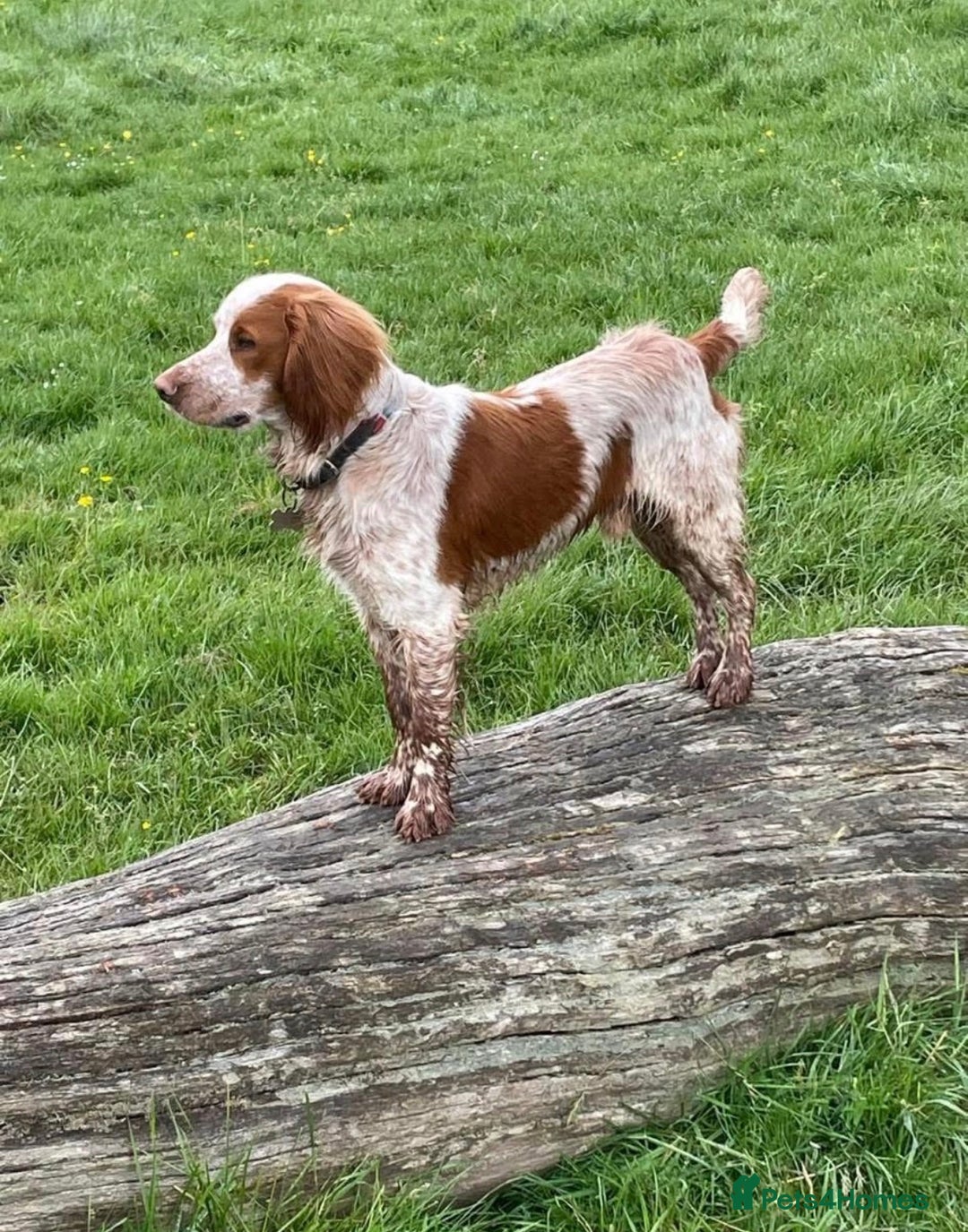 Sprocker dogs for sale: Adorable sprocker spaniel puppies - Advert 6