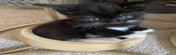 Mixed Breed cats for sale: 8 WEEK OLD - Male & Female - Advert 3