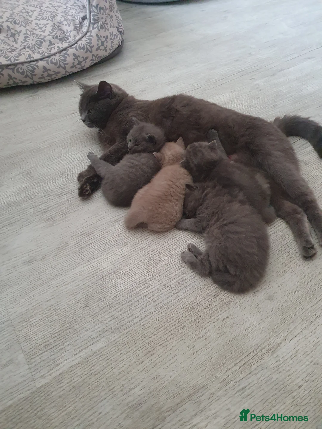 British Shorthair cats for sale: British shorthair  - Advert 2