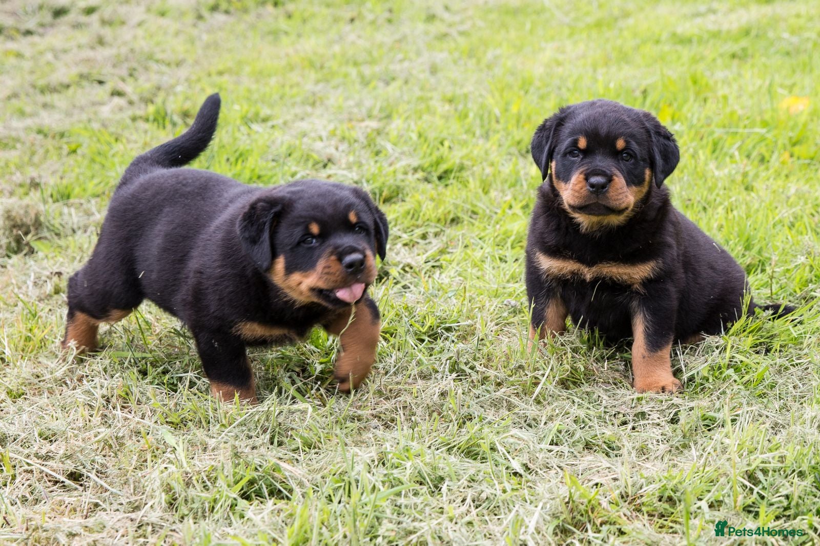 Rottweiler dogs TRADITIONAL GERMAN ROTTWEILER PUPPIES FOR SALE - Advert 2