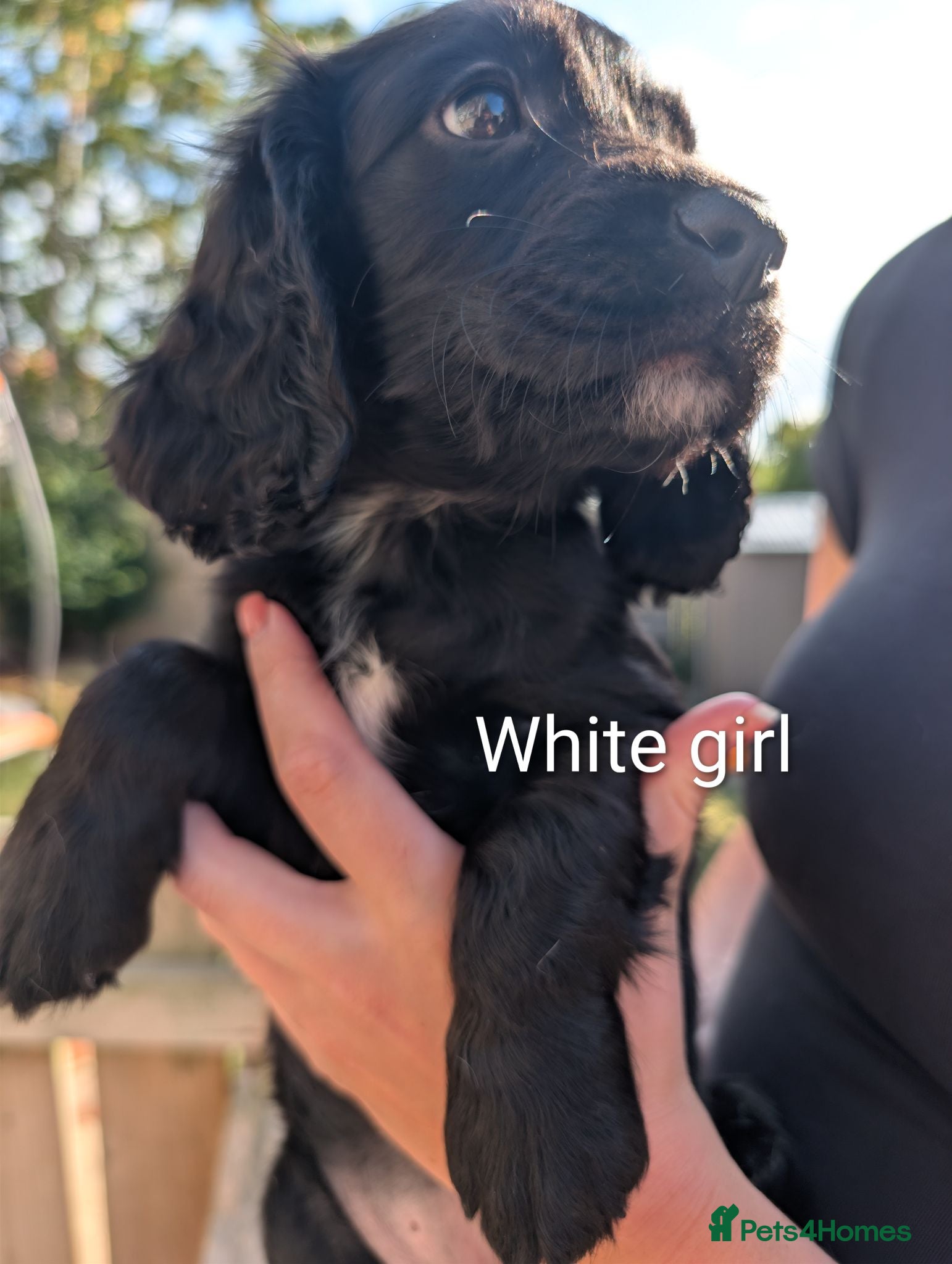 Sprocker dogs F1 Sprocker puppies !! ONLY 2 LEFT !! - Advert 1