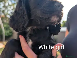 Sprocker dogs F1 Sprocker puppies !! ONLY 2 LEFT !! - Advert 1
