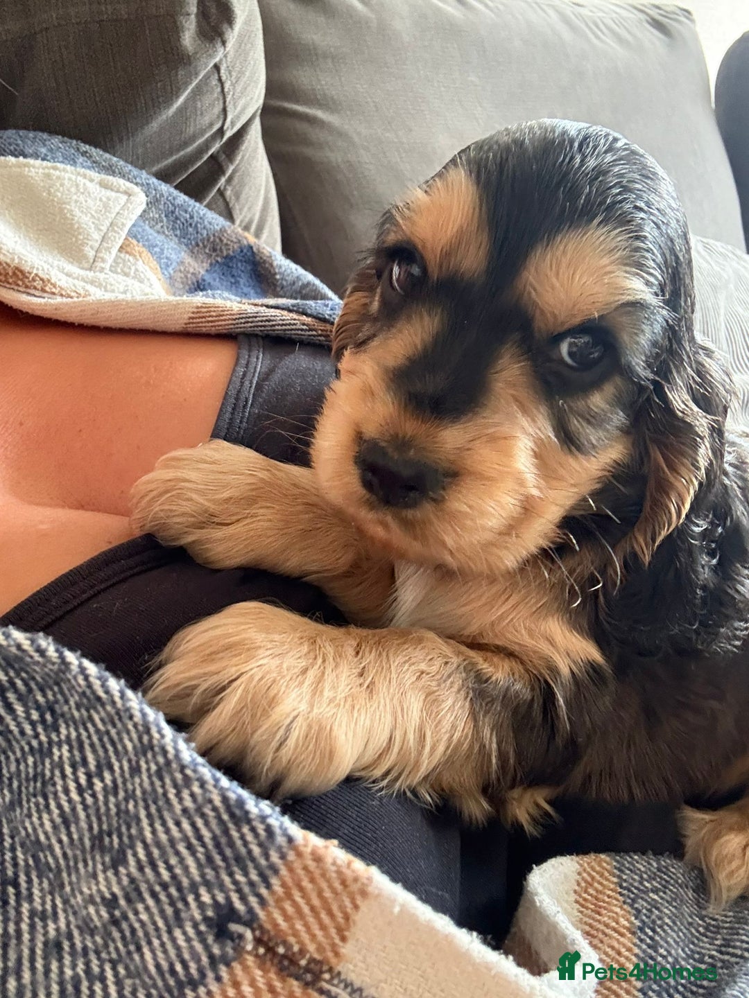 Cocker Spaniel dogs for sale: Cocker Spaniel Puppies - Image 4