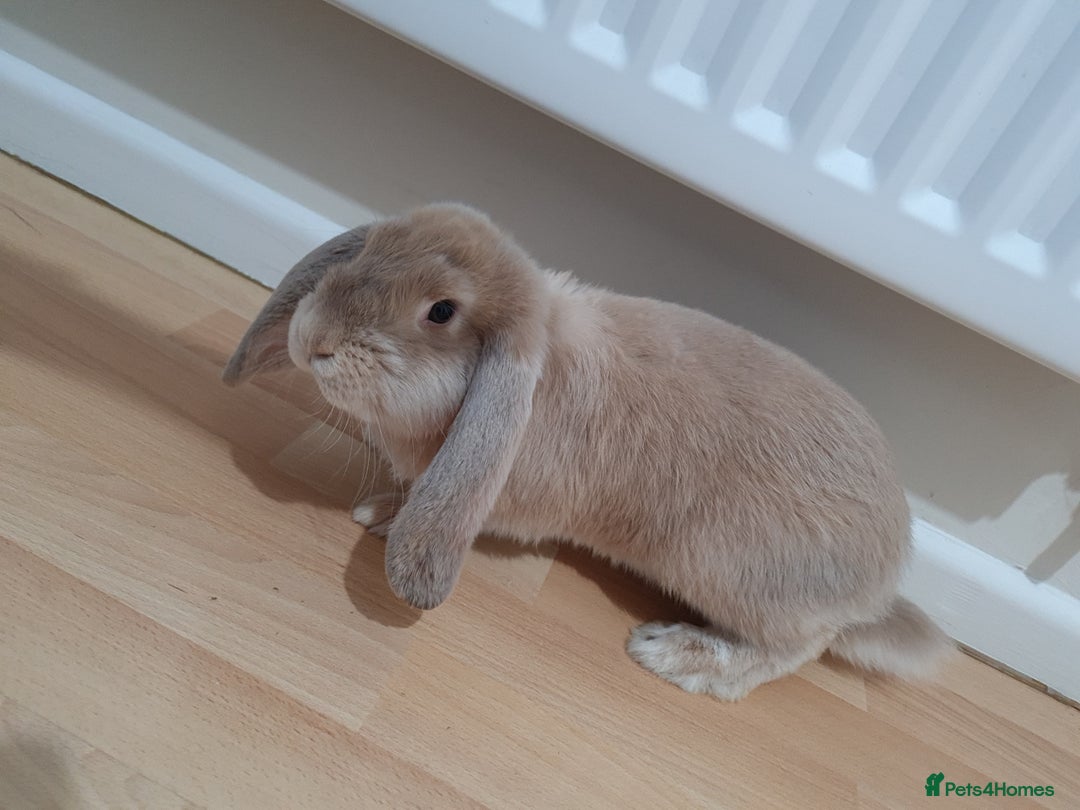 French Lop rabbits for sale: 14 week old French lops - Advert 7