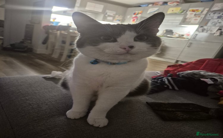 British Shorthair cats - Advert 1