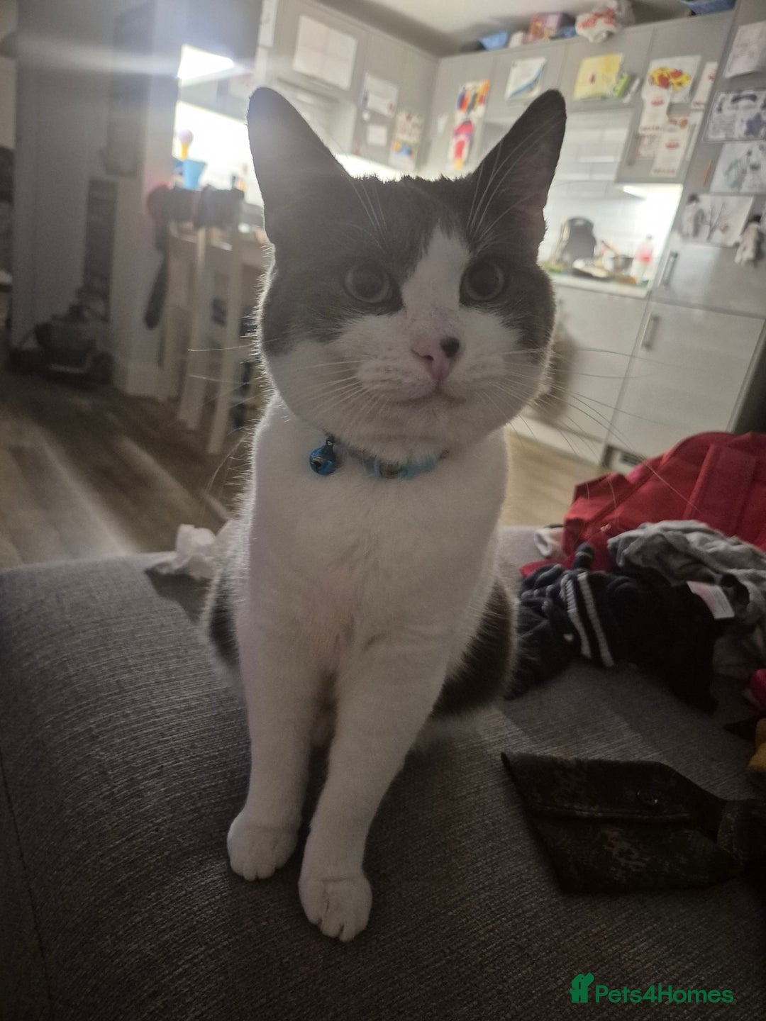 British Shorthair cats for sale: Male kitten Thunder  - Image 1