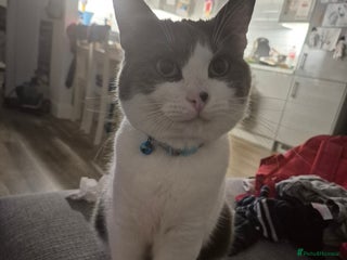 British Shorthair cats for sale - Advert 1