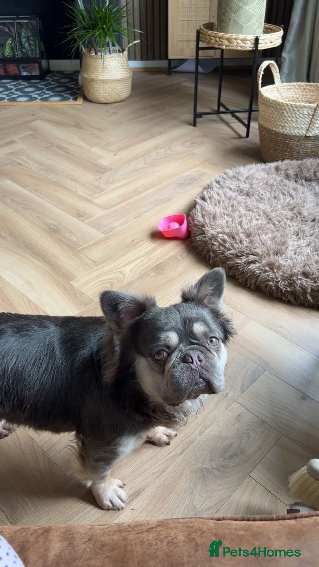 French Bulldog dogs for sale: LONG HAIR FRENCHIE NEEDS A LOVING HOME - Advert 5
