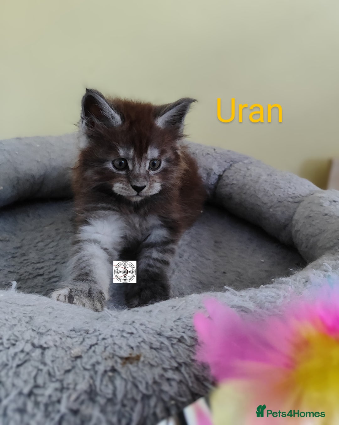 Maine Coon cats for sale: Absolutelly gorgeous kittens  - Image 9