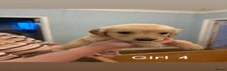 Golden Retriever dogs for sale: Golden Retriever Puppies  - Advert 9