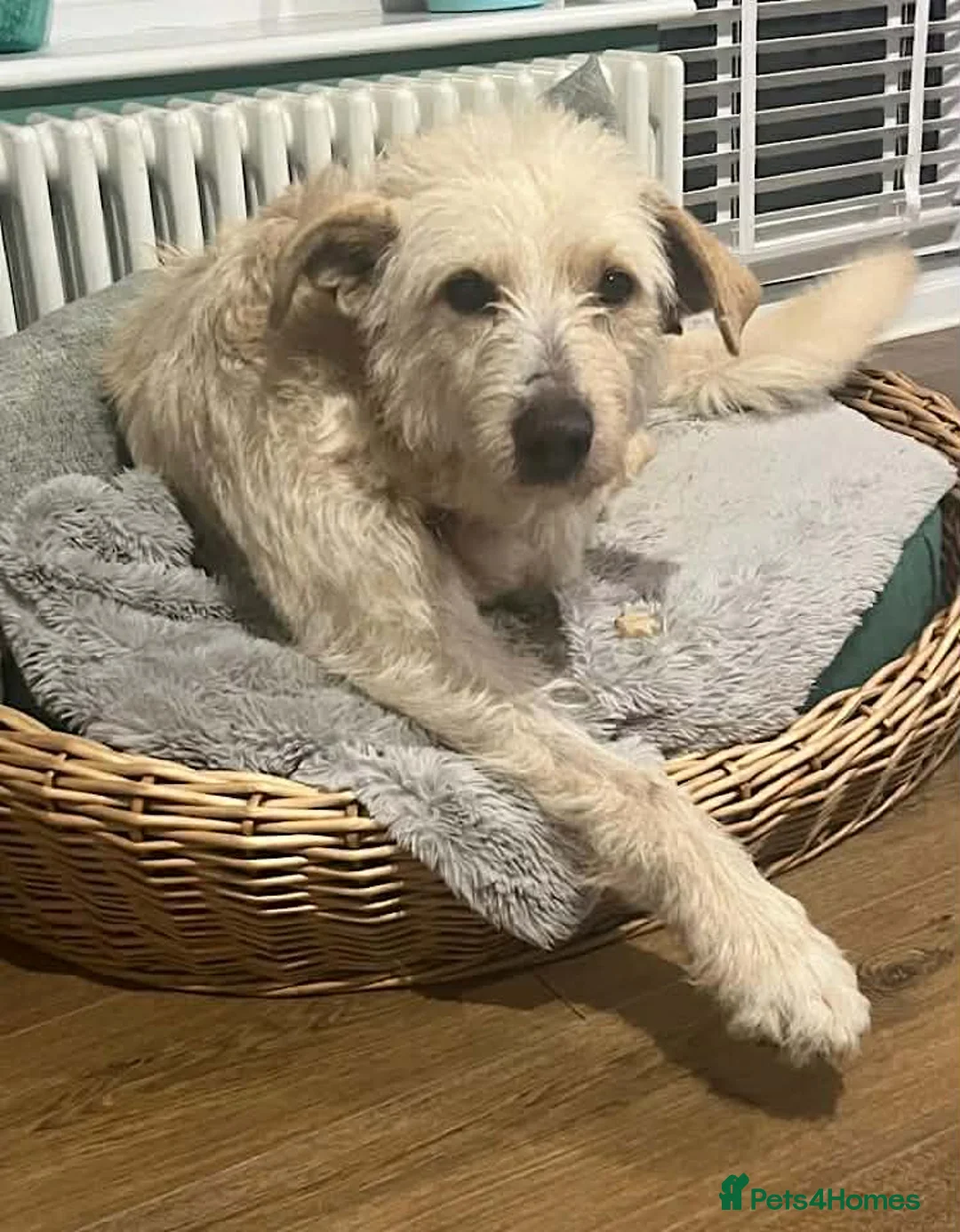 Mixed Breed dogs for adoption: A heart full of love: Meet Pearl. - Advert 2