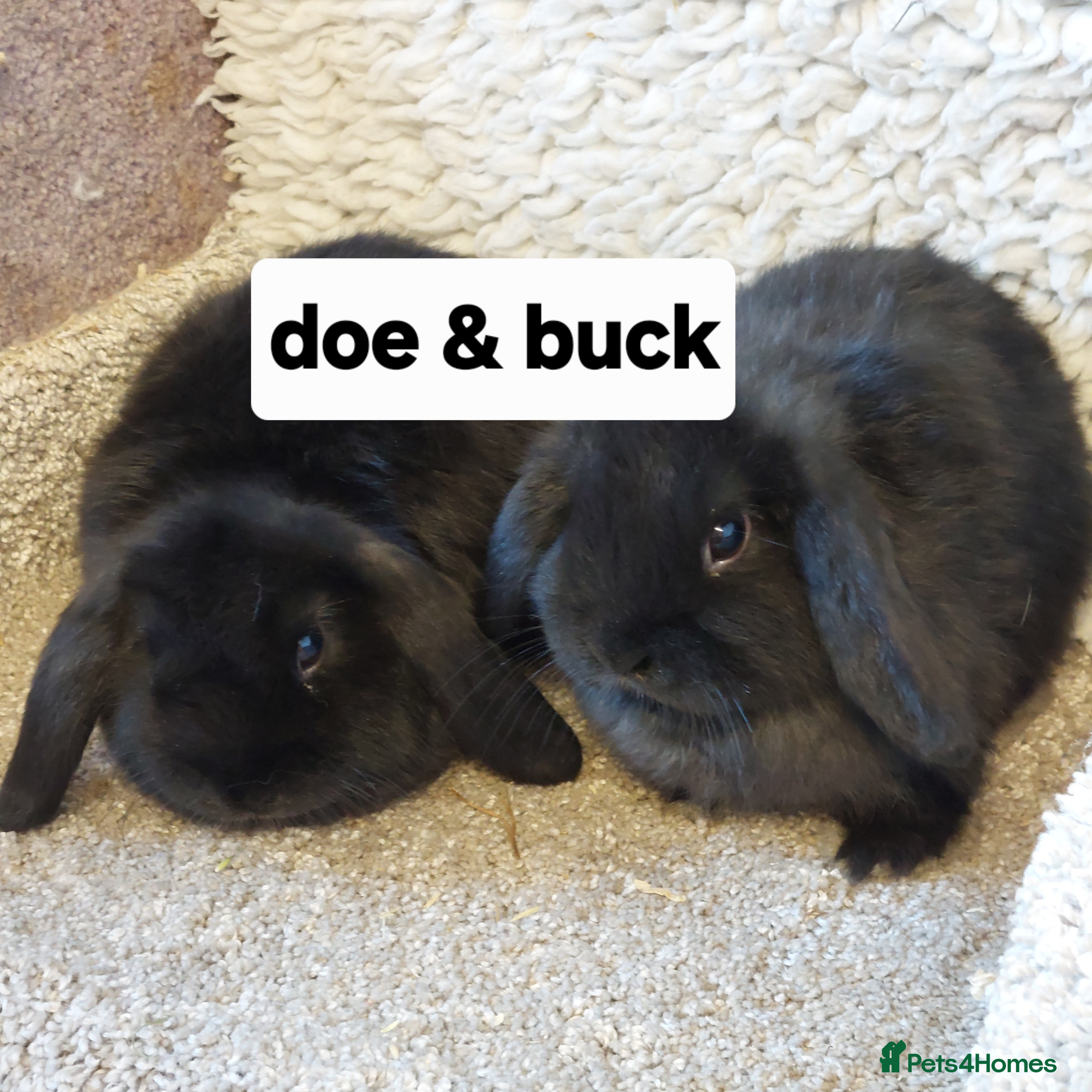 Mini Lop rabbits 2 left Minilop babys bucks & does  - Advert 16