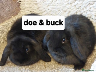 Mini Lop rabbits 2 left Minilop babys bucks & does - Advert 16