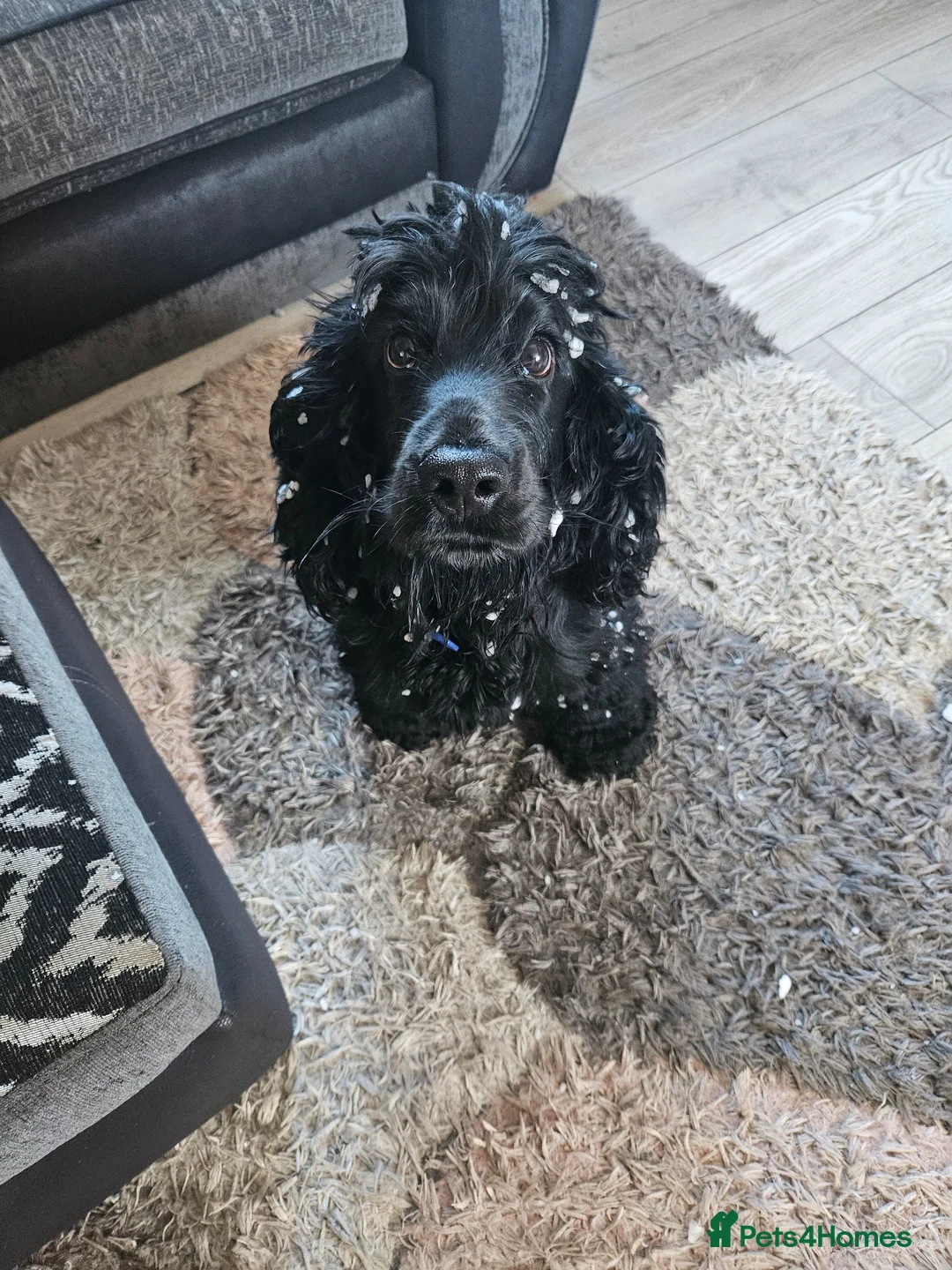 Cocker Spaniel dogs for stud: Gorgeous male cocker spaniel for stud in Bakewell - Advert 4