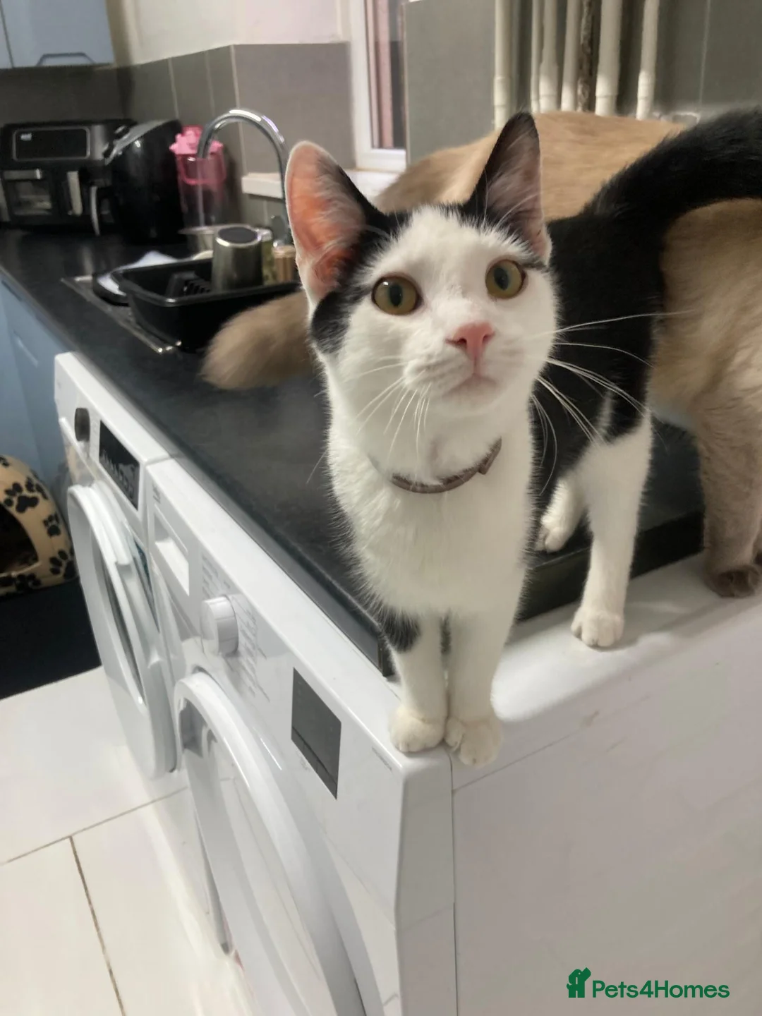 Ragdoll cats for sale: Female ragdoll - Advert 2