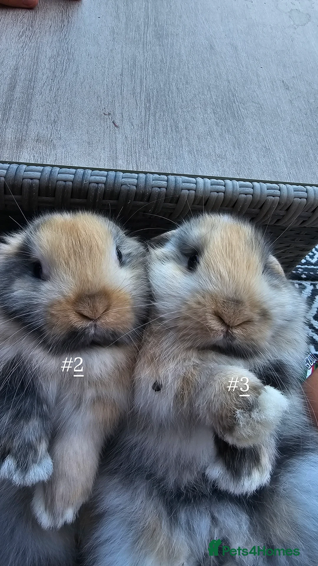 Mini Lop rabbits for sale: Mini lops for sale pure  - Image 7