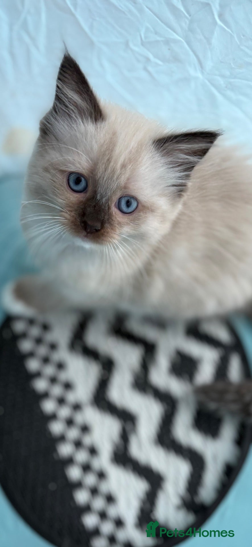 Ragdoll cats Beautiful Females Ragdoll Kittens  - Advert 3