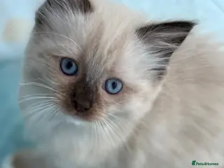 Ragdoll cats Beautiful Females Ragdoll Kittens - Advert 3
