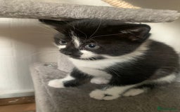 British Shorthair cats for sale: Black and white kittens ready for a new home - Image 2