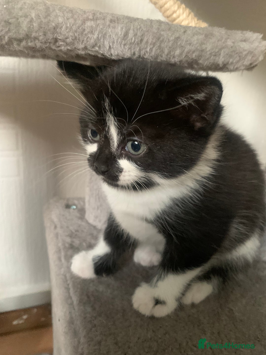 British Shorthair cats for sale: Black and white kittens ready for a new home - Image 2
