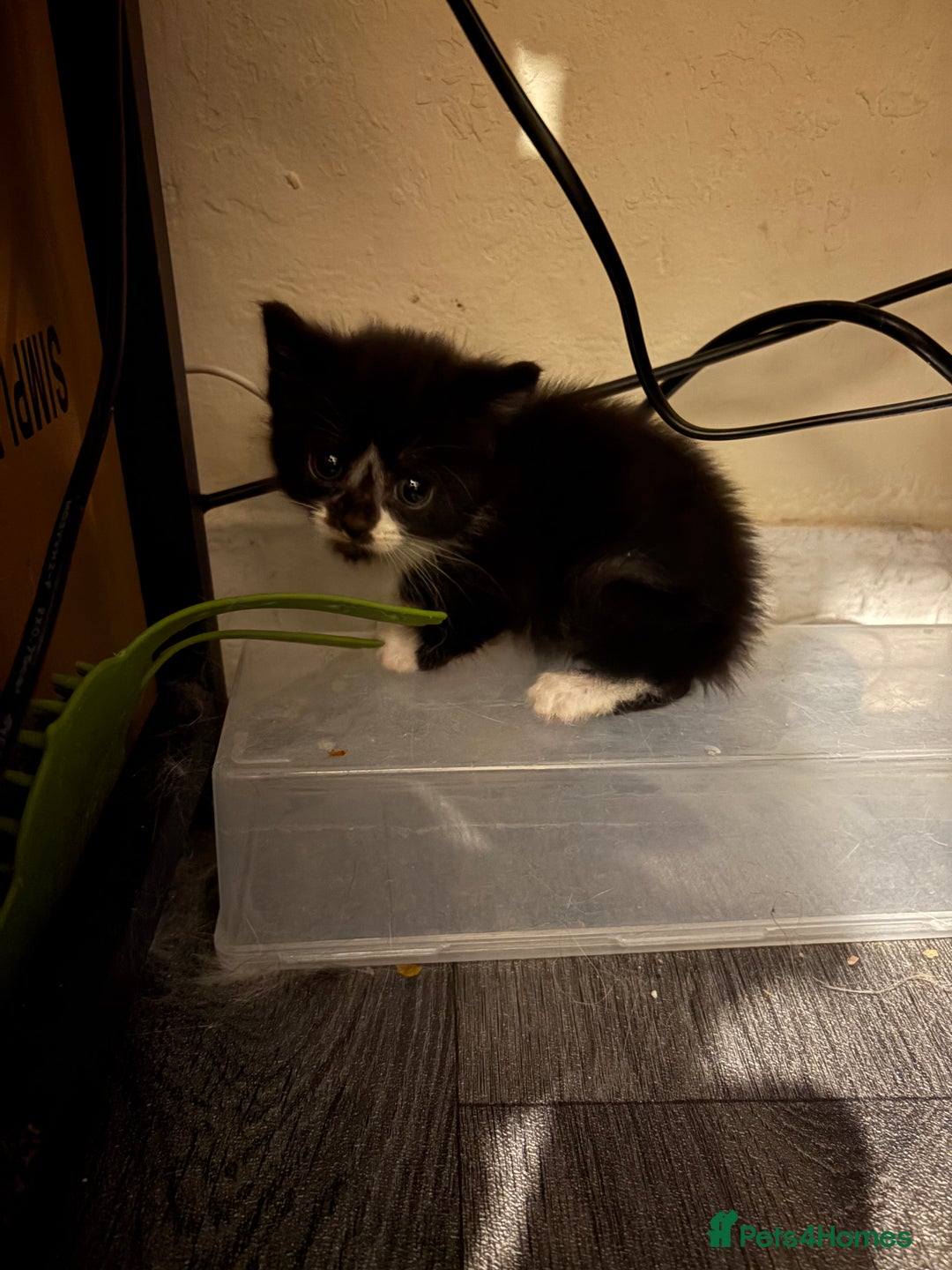 British Longhair cats for sale: british shorthair and longhair kittens for sale  - Advert 14