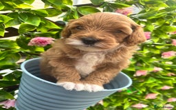 Maltipoo dogs for sale: 🐾 Adorable Maltipoo Puppies 🐾  - Image 5