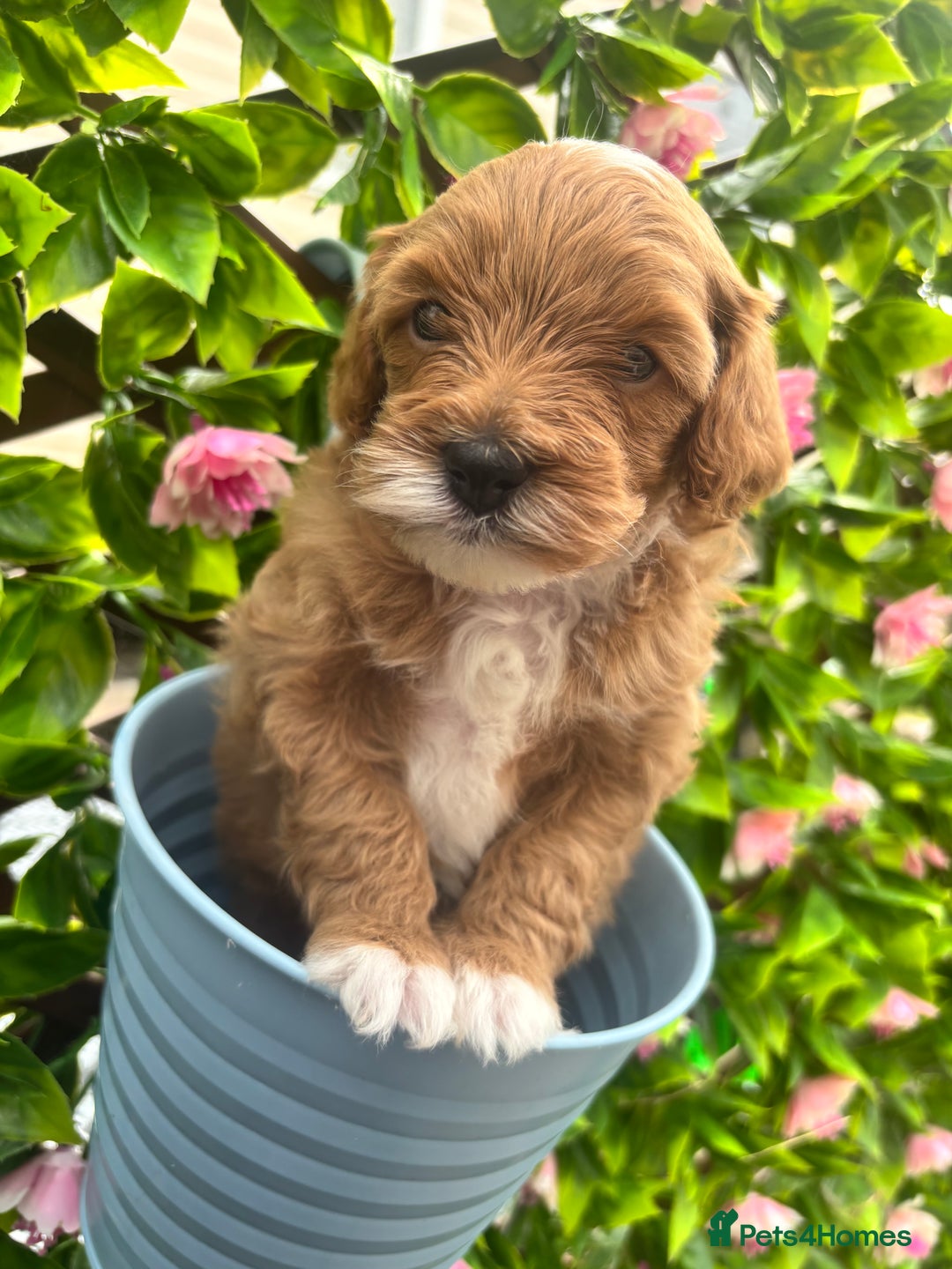 Maltipoo dogs for sale: 🐾 Adorable Maltipoo Puppies 🐾  - Image 5