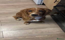 Cocker Spaniel dogs for sale: Working cocker spaniel  - Advert 7