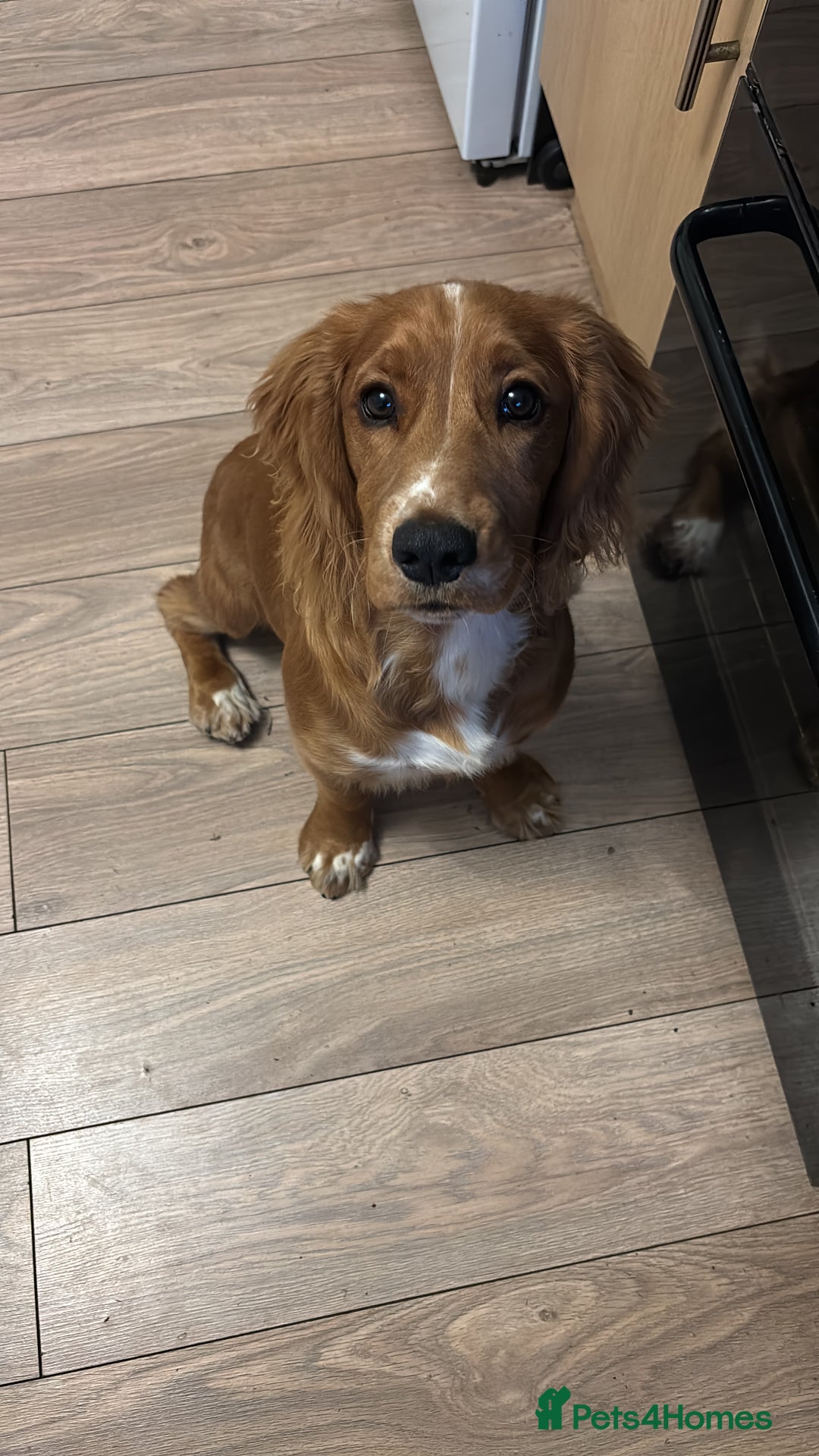 Cocker Spaniel dogs for sale: Working cocker spaniel  - Advert 7