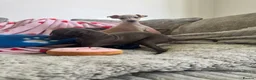Italian Greyhound dogs for sale: KC Italian greyhound puppies 🏡 ready now - Advert 20
