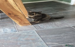 Mixed Breed cats for sale: Beautiful kittens - Image 20