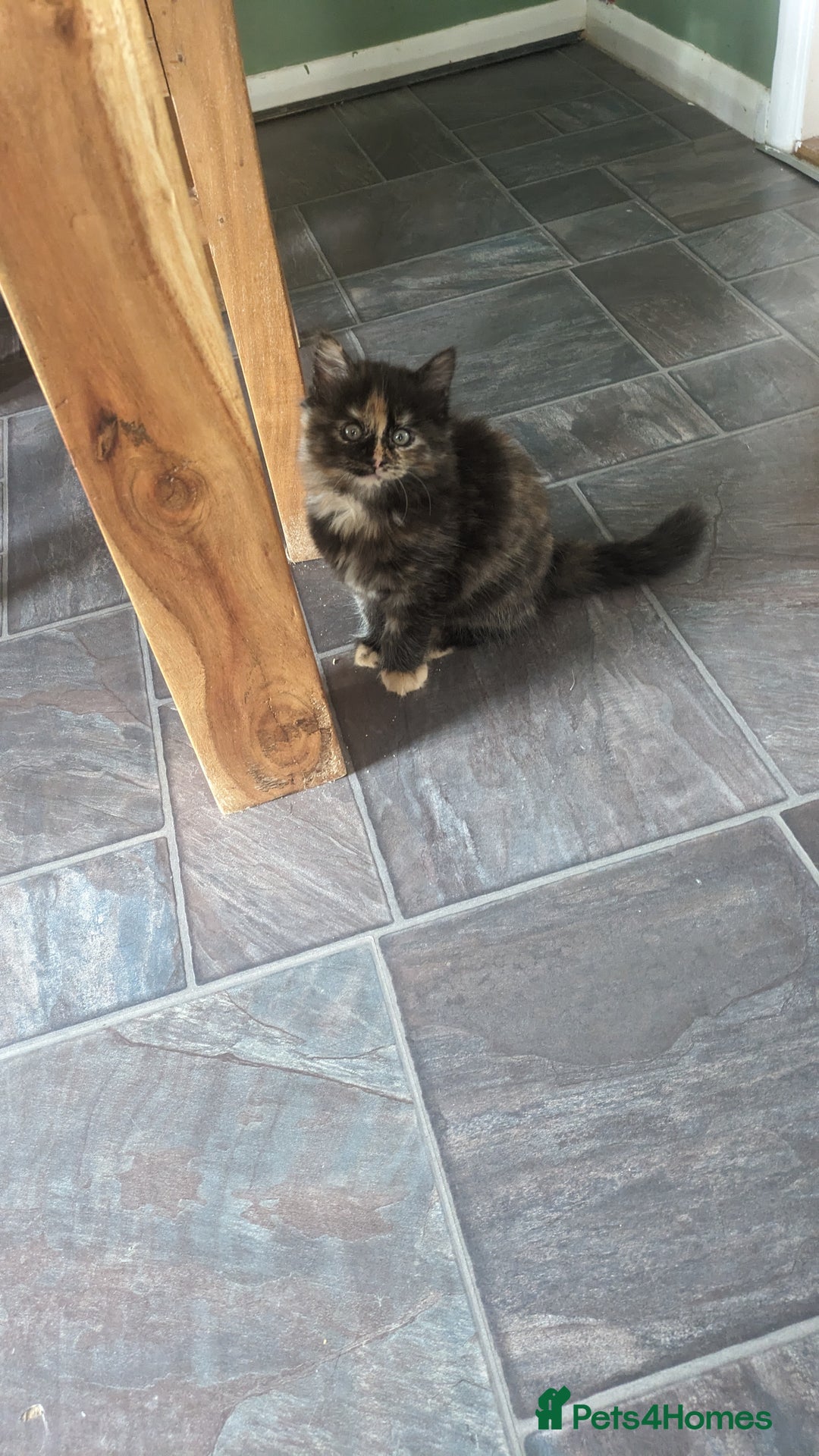 Mixed Breed cats for sale: Beautiful kittens - Image 20