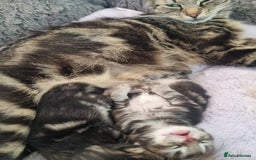 Ragdoll cats for sale: Boy and girl tabby X Ragdoll - Image 5