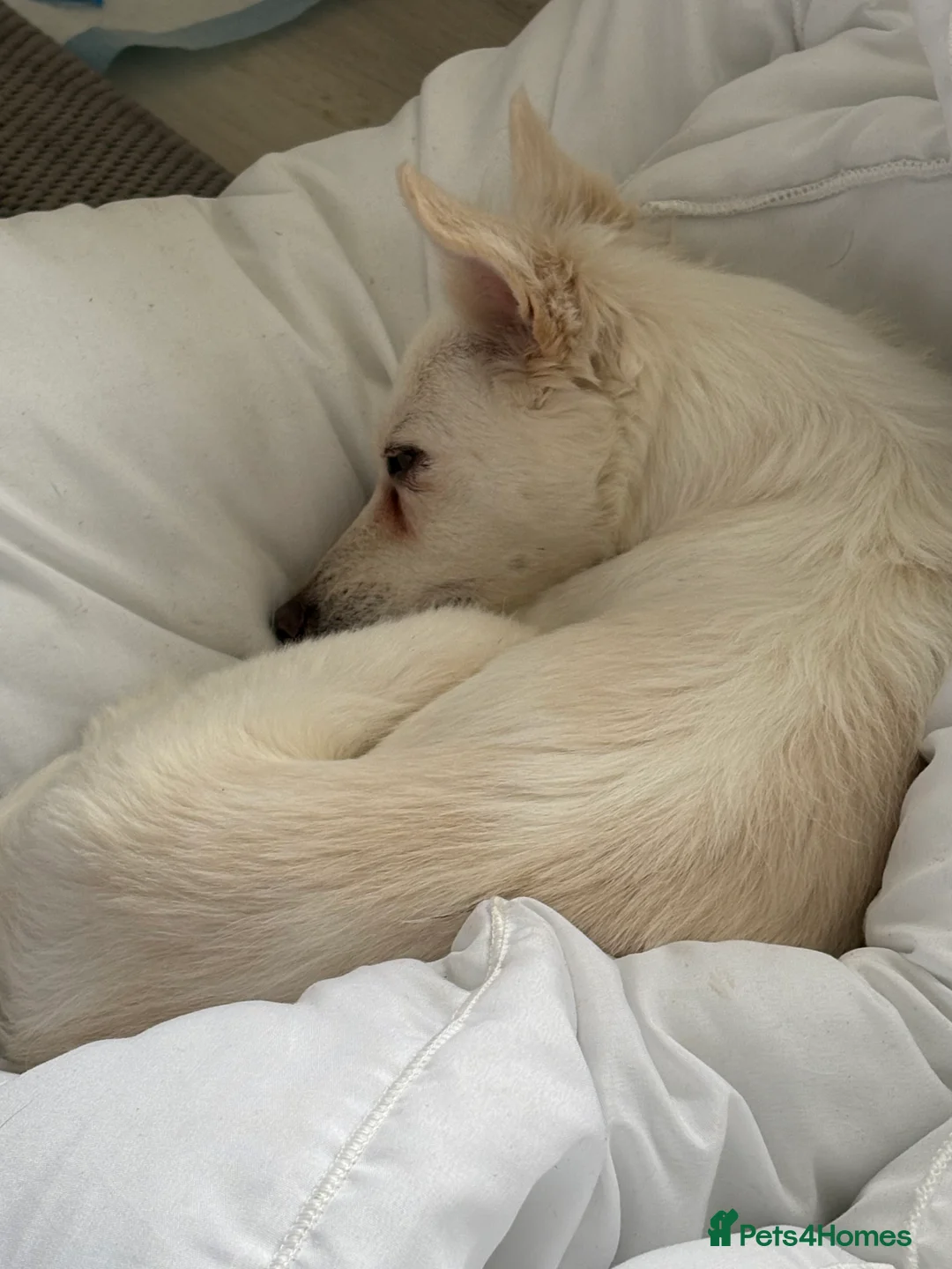 Mixed Breed dogs for sale: Summer chihuahua mix 2/3 years girl - Advert 6