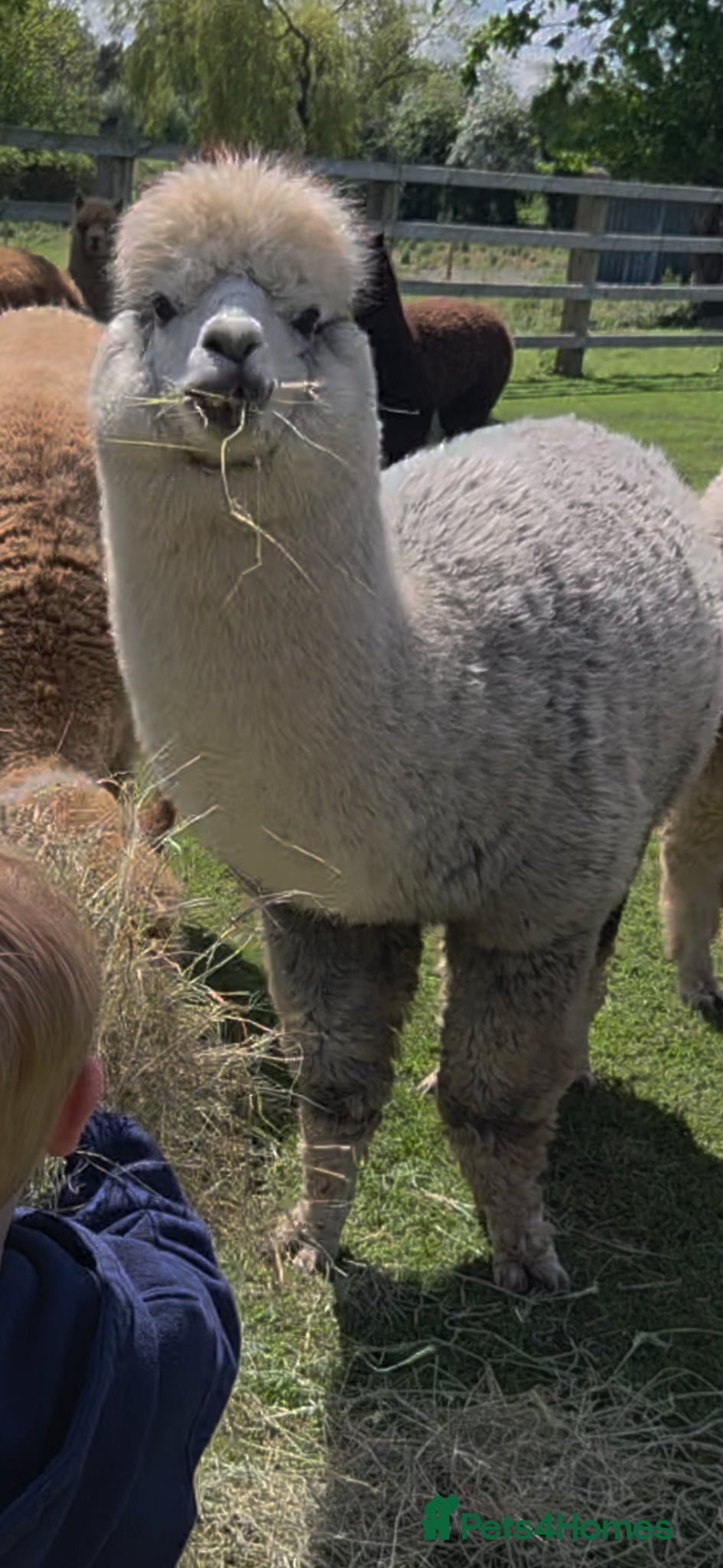 Alpaca livestock Stud Alpaca for sale - Advert 1