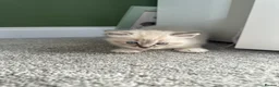 Ragdoll cats for sale:  Blue-Eyed Luxury Pedigree Kittens 🐾 in Grimsby - Advert 3