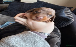 Dachshund dogs for sale: STUNNING dashaunds!!  - Advert 6