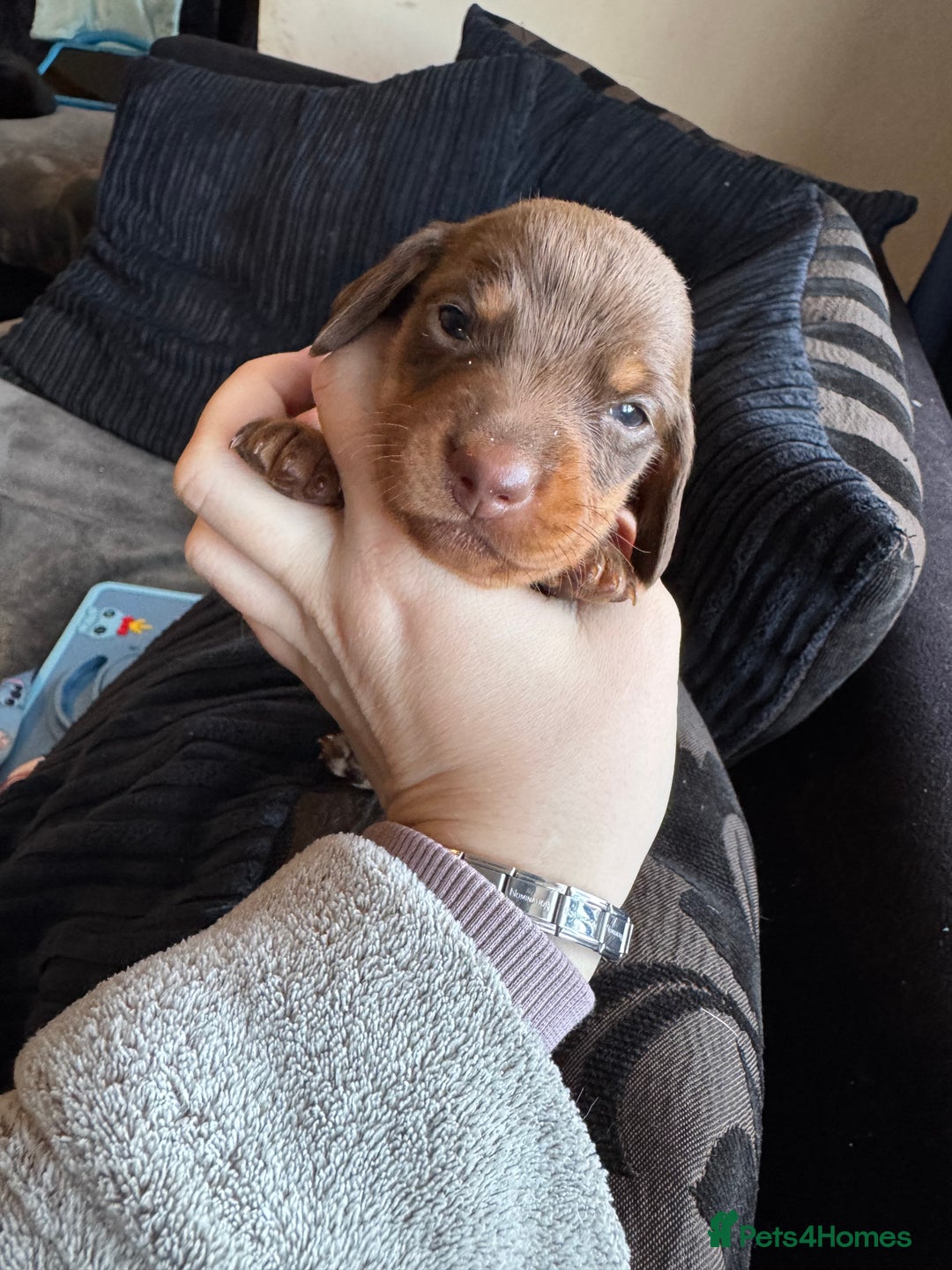 Dachshund dogs for sale: STUNNING dashaunds!!  - Advert 6