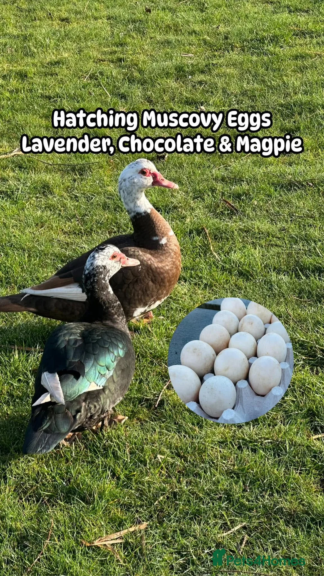 Ducks poultry for sale: All Colour Muscovy Hatching Eggs Available  - Advert 1