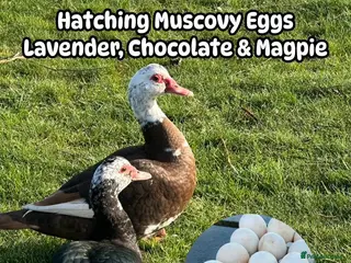 Ducks poultry All Colour Muscovy Hatching Eggs Available - Advert 3
