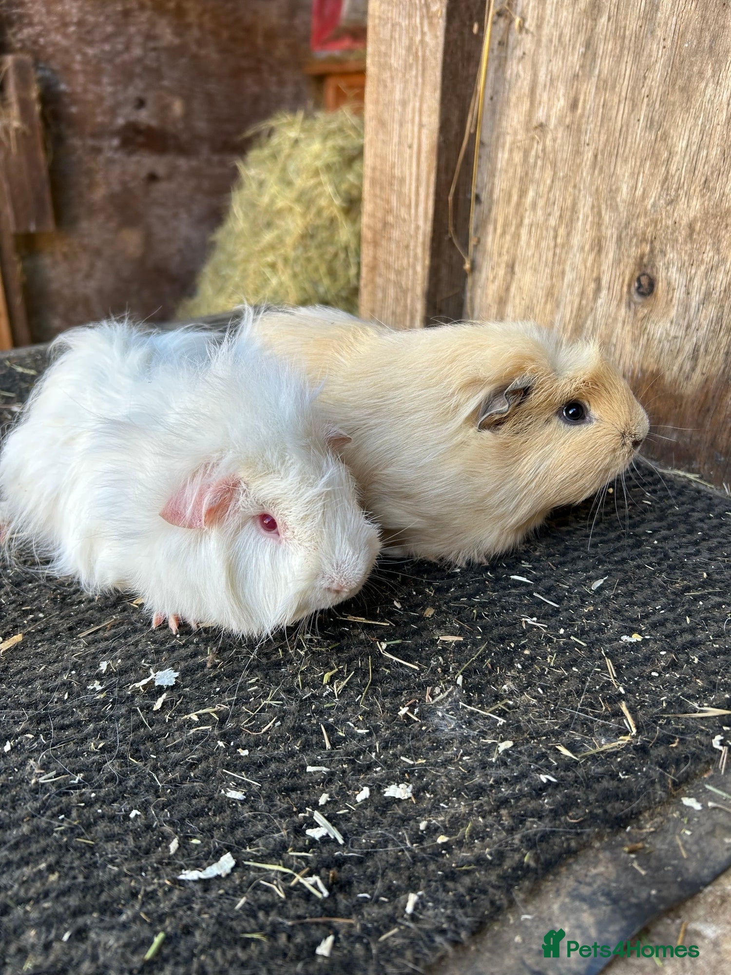 Guinea Pig rodents Friendly guinea pigs - Advert 5