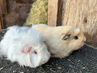 Guinea Pig rodents Friendly guinea pigs - Advert 5