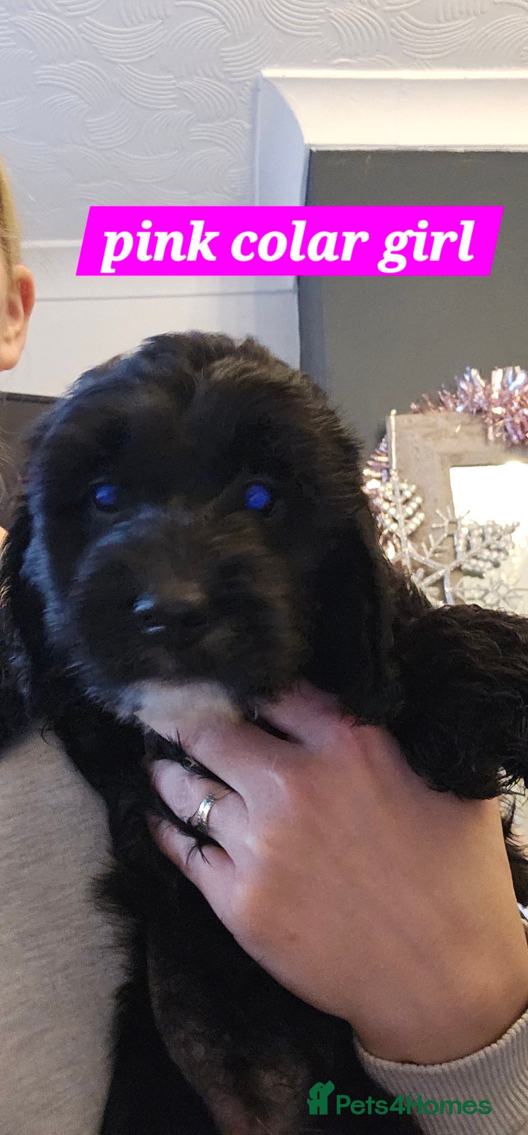 Cockapoo dogs for sale: 5 stunning f2 cockapoos ready togo x - Advert 13