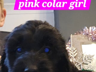 Cockapoo dogs 5 stunning f2 cockapoos ready togo x - Advert 4